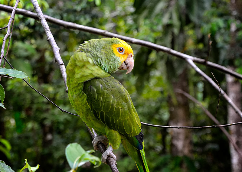Belize birdwatching
