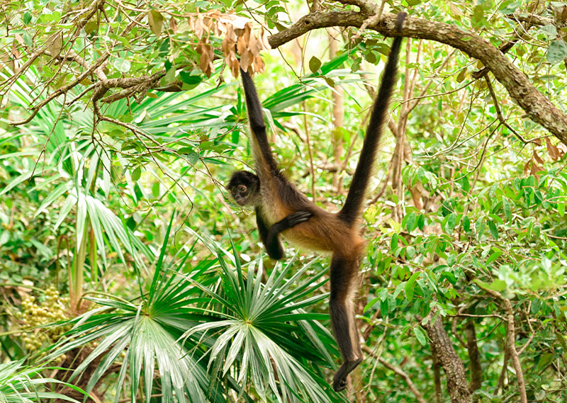 Belize Monkey River