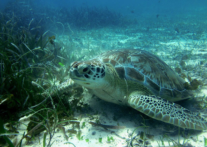 Belize Snorkeling tours