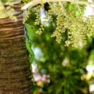 Hopkins Belize Hotel Gallery